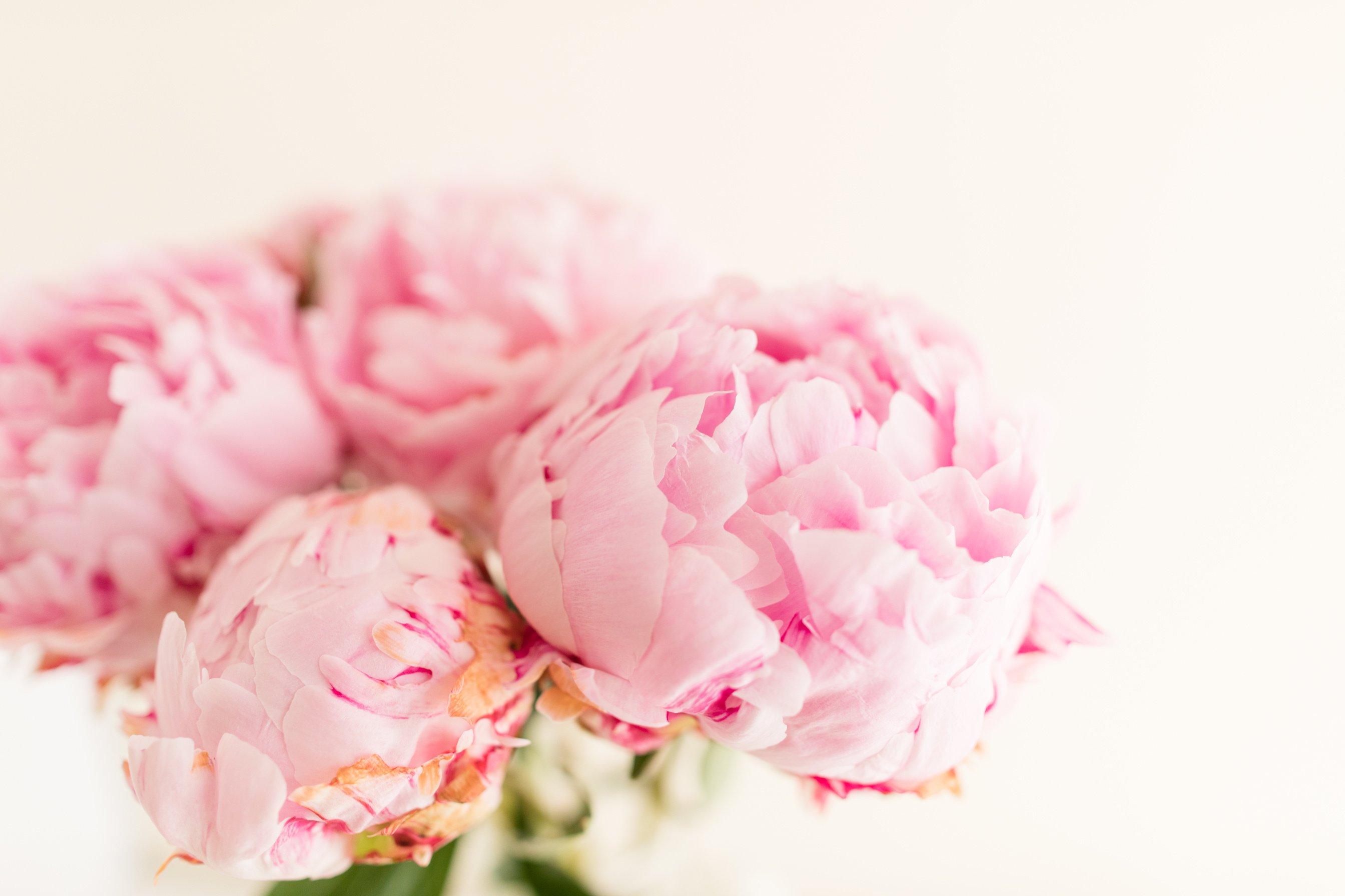 Pink Peonies