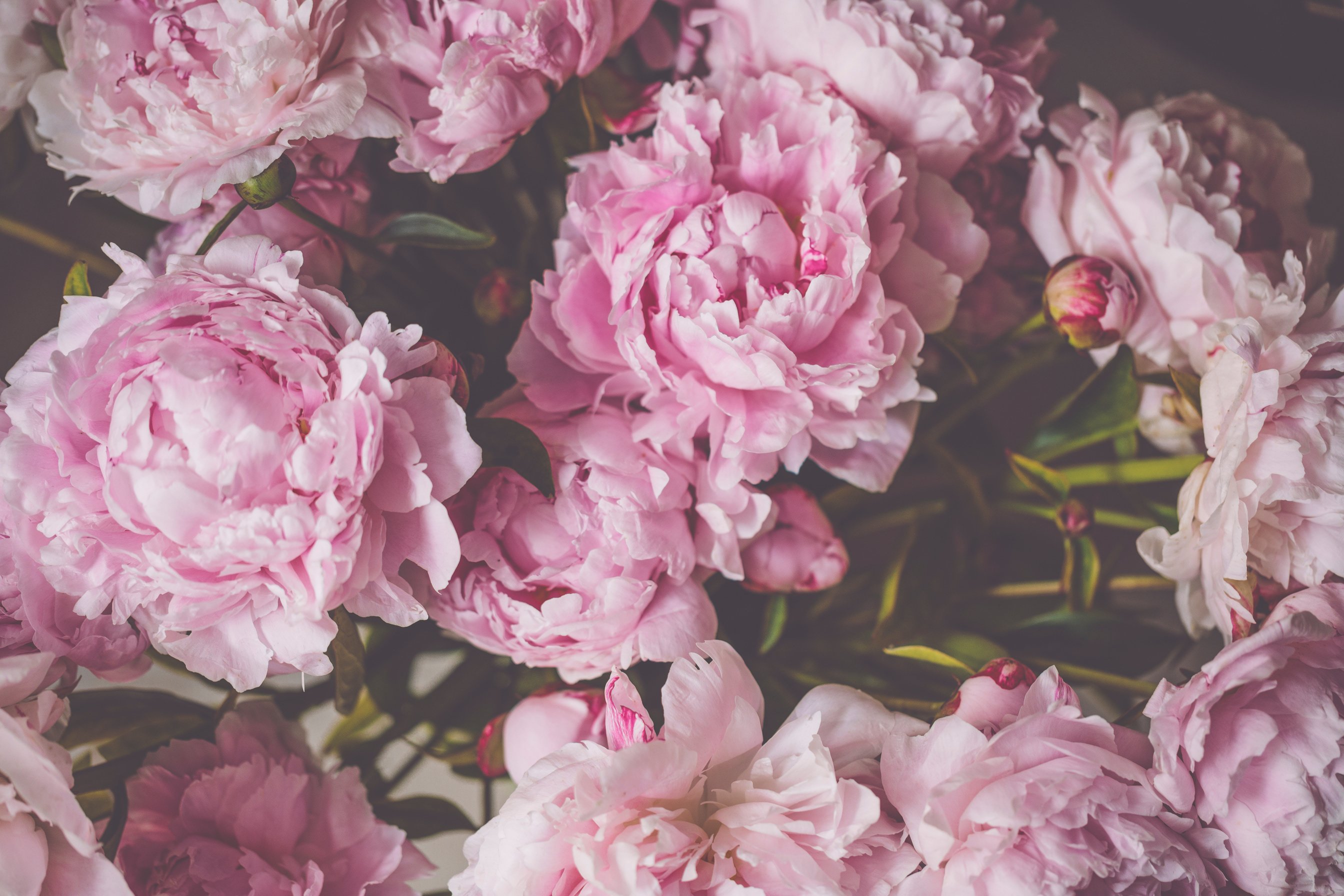 Pink peonies